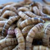 آموزش تولید کود ارگانیک آموزش تولید کود ارگانیک